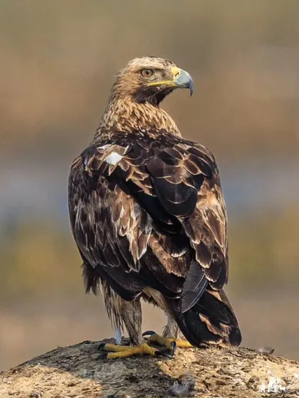 A Greater Spotted Eagle stands majestically, its intense gaze fixed on the horizon. These powerful raptors are a thrilling sight on my winter birding tours.