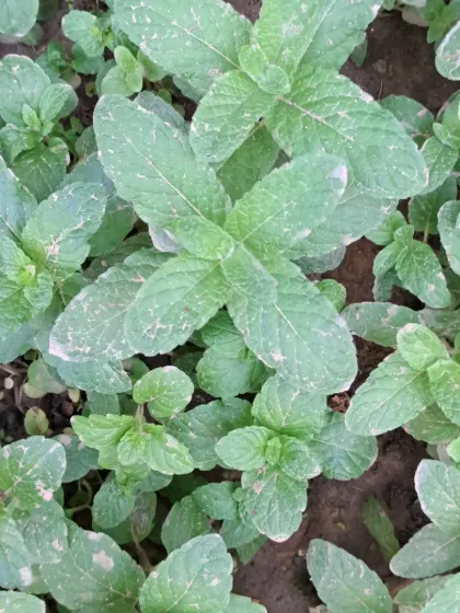 Close-up of mint leaves. I can show you how to prune them to encourage bushier growth.