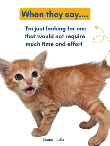 When a potential adopter says, "I'm just looking for one that would not require much time and effort." Our kittens know that every pet is a commitment!