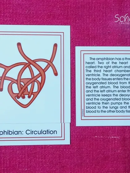 This card shows the three-chambered heart of an amphibian. By comparing these cards, children begin to grasp the concept of evolution and the beautiful complexity of life.