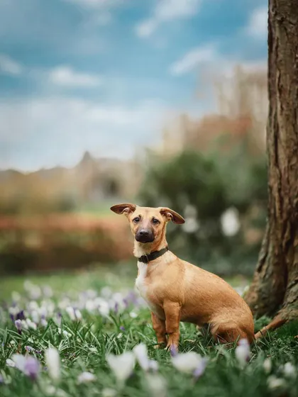 Look at those floppy ears! This little rescued pup, Cybèle, stole my heart. Capturing her curious expression among the spring flowers was an absolute delight.