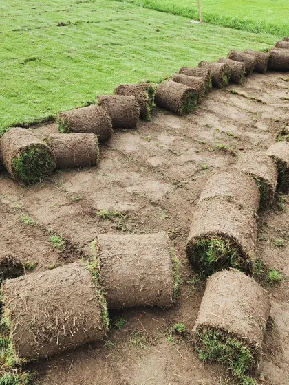 A neat line of freshly cut turf rolls, showing the precision of our work.