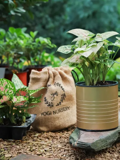 Another view of the elegant metallic gold self-watering planter, this time with a light green Syngonium. The simple, clean lines of the pot complement the natural beauty of the plant.