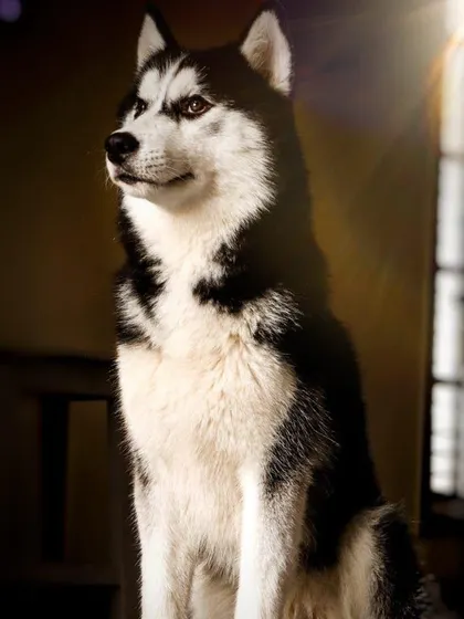 A stunning portrait of Shyam the Husky on his 2nd birthday. We work with dogs of all breeds, and we love capturing their unique personalities, especially on days that are all about them.