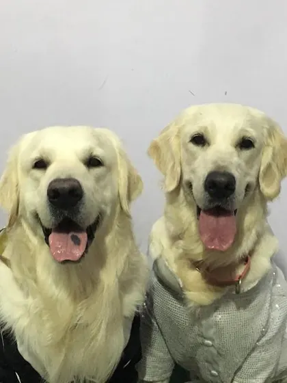 While it's not natural for dogs to wear clothes, it can be a fun activity if done correctly. The key is to build positive associations and ensure the dog is comfortable and not stressed. Here are some of our favorite dress-up moments.