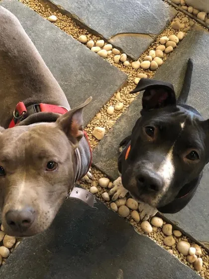 A close-up of two pitbull-type dogs, showing their gentle and friendly nature as they hang out together at the cafe.