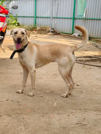 Sweety showing off her happy smile. After being with us for over a year, this energetic and loving girl is more than ready to find her forever people.