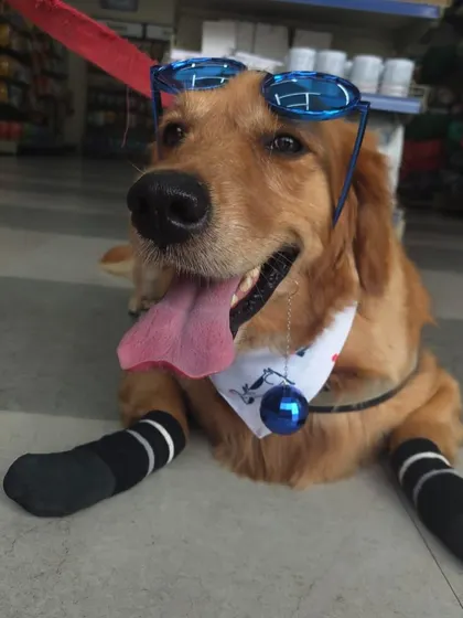 A stylish Golden Retriever enjoying our Grooming Fest, looking cool in sunglasses and a bandana.