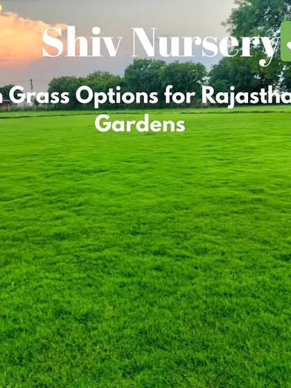 I supply the best lawn grass options for the hot and dry climate of Rajasthan, including drought-resistant varieties for homes and gardens.