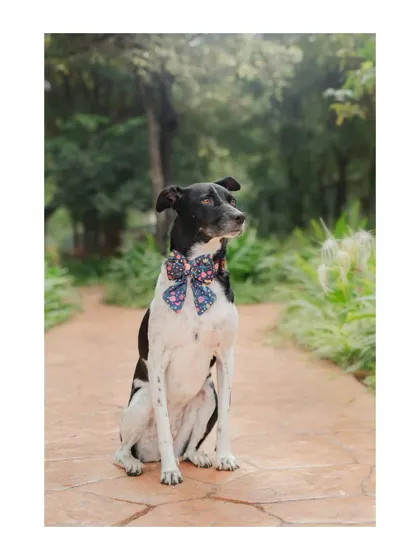 Dressed to impress! This dapper dog, with his stylish floral bowtie, poses like a true gentleman. A simple outdoor portrait can beautifully showcase your pet's personality.