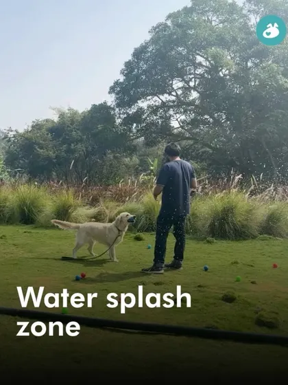 Beating the Bangalore heat at our water splash zone. This is a favorite activity at our picnics, allowing dogs like this happy Labrador to cool off and have some fun in a safe, controlled way.