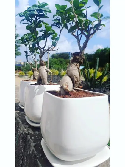 This angle highlights the beautiful, thick roots and lush green leaves of our Ficus bonsai plants. They are a perfect size for desktops and office desks, serving as a daily reminder of your thoughtful gift.