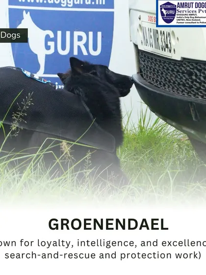 The Groenendael, a variety of the Belgian Shepherd, is known for its loyalty and excellence in protection and detection work. Here, it is focused on a scent source, showcasing its natural drive.