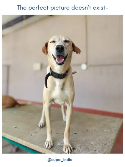 They said the perfect picture doesn't exist. We think this happy, smiling dog proves them wrong.