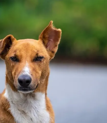 Look at that floppy ear and wise expression! This close-up portrait of an Indian street dog shows the character and soul that I see every time I look into their eyes.