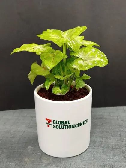 A close up of the Syngonium plant gift, showing its delicate, arrow shaped leaves. It's a great air purifying plant for indoor spaces.