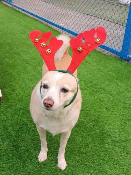 An Indie dog patiently poses in his reindeer antlers. We love seeing all breeds, especially our lovely Indies, joining in the Christmas cheer at our resort.