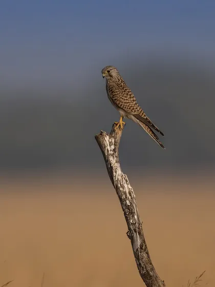 A Common Kestrel perched on a dead branch in the grasslands of Taal Chhapar. The contrast between the sharp subject and the soft, colorful background is a technique I teach for creating beautiful environmental portraits.