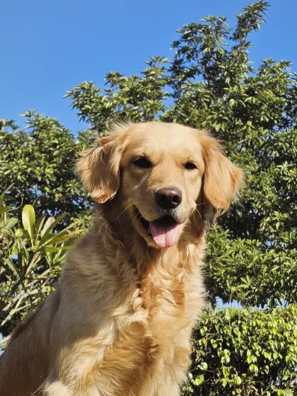 A beautiful Golden Retriever smiling for the camera against a backdrop of lush greenery. This is the picture of a happy, healthy dog.