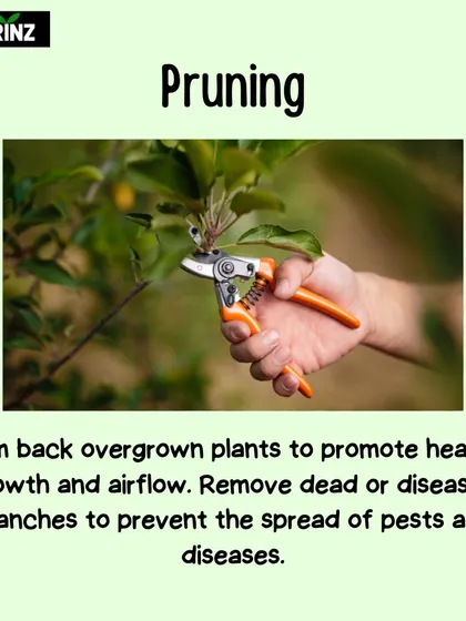 Pruning isn't just for looks; it's for plant health. Trimming back overgrown plants improves airflow and removing dead or diseased branches prevents the spread of pests.