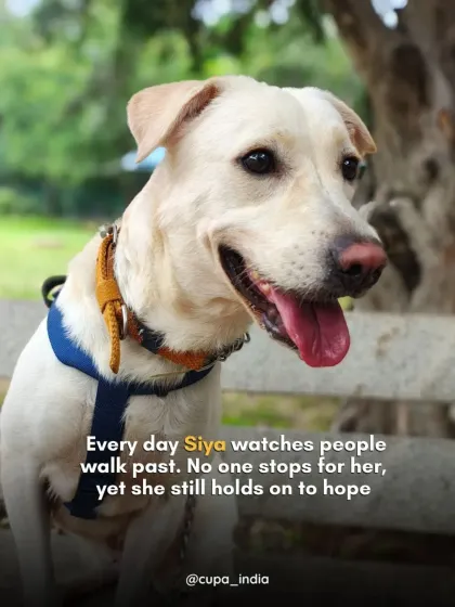 Every day, Siya watches people walk past her enclosure, but no one stops for her. Despite the constant disappointment, this sweet white lab mix holds on to hope that her person is coming soon.