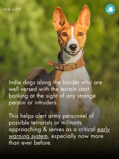 Well-versed with the terrain, Indie dogs along the border act as a critical early warning system, alerting army personnel to intruders.
