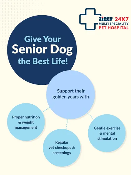 Giving your senior dog the best life involves proper nutrition, gentle exercise, and regular vet checkups to support them in their golden years.