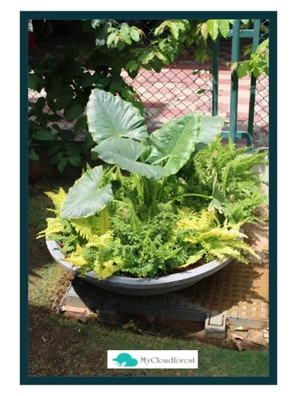 I create custom potted arrangements like this "Happy Bowl," which combines plants with different leaf shapes, colors, and textures. A single, well-designed container can bring a burst of life to a patio or garden corner.