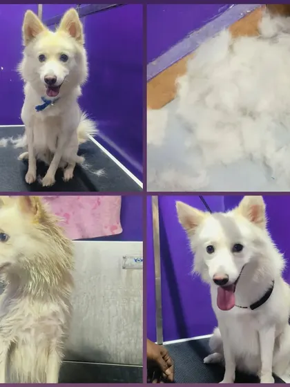 This collage shows the result of a de-shedding session. Removing all that loose undercoat makes your pet more comfortable and reduces shedding at home.