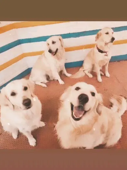 A group of Goldens looking happy and relaxed. This is what a stress-free boarding environment looks like.