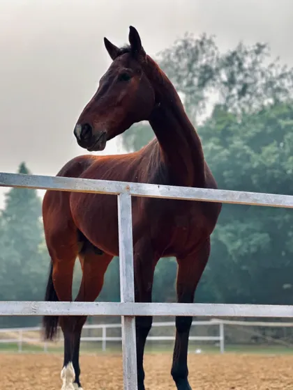 A beautiful brown mare standing by the fence in the training arena. Her alert posture and strong build are characteristic of the quality horses I select.