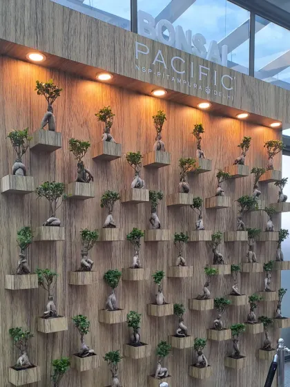 The bonsai wall, beautifully illuminated by spotlights. We also advise on and can install lighting to highlight your new green features and ensure they look spectacular at any time of day.