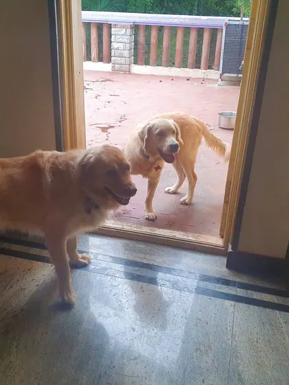 Two Labradors enjoying the transition space between the house and the patio.