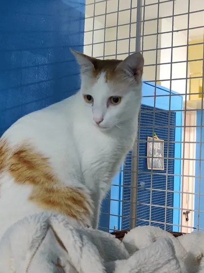 A beautiful white and ginger cat, sitting comfortably inside the enclosure. This is a mother and son duo who boarded with me.
