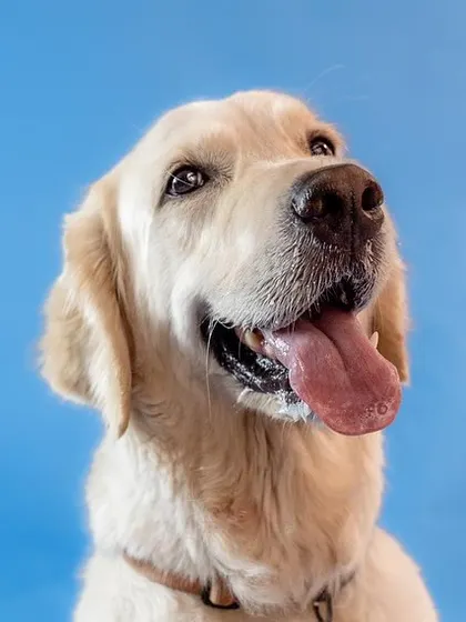 Zoey, looking up with a happy pant. The simple studio setup allows her personality to be the complete focus.