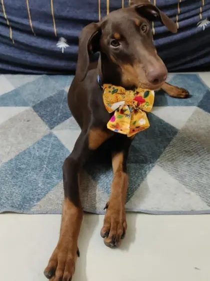 Hazel with a cute bow. This 6 month old female Doberman is a sweet and affectionate girl looking for her forever home.