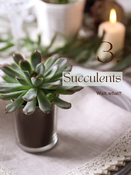 Surprisingly, even Succulents can be challenging in Delhi NCR. While they are drought-tolerant, they often suffer from root rot during our humid monsoon season. This makes them better suited for open terrariums rather than closed, humid ones.