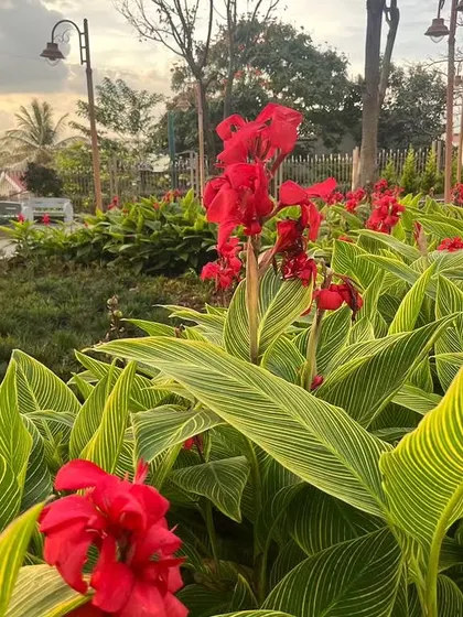 Canna Lilies used in a public park setting, demonstrating their hardiness and visual impact in large-scale landscaping projects.