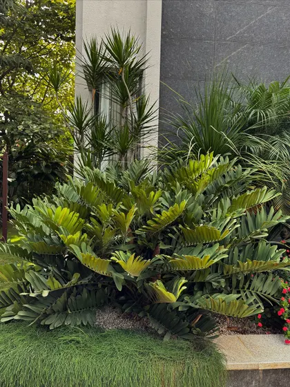 The Zamia furfuracea, or cardboard palm, is a favorite for its structured leaves that catch the light. It's a hardy plant that adds a unique, exotic texture to our tropical designs.