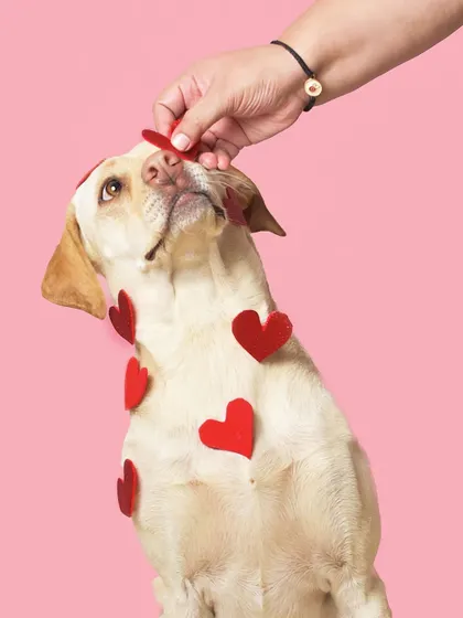 A little help from a friend to get the perfect shot. Placing these felt hearts carefully on Luna created such a sweet and memorable Valentine's portrait.