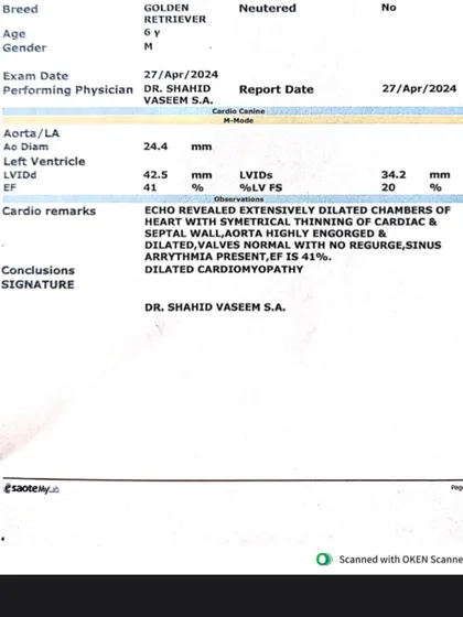 The echocardiogram report for Buddy, which revealed dilated cardiomyopathy. This diagnosis requires lifelong medication and management, all funded by your support.