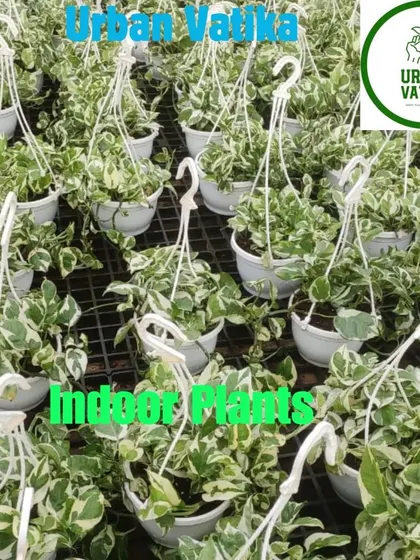 Another variety of hanging Pothos, this one with beautiful white variegation.
