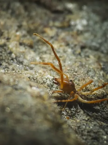 This camel spider was unusually drawn to our light, a behavior that sparked our curiosity and led to further research.