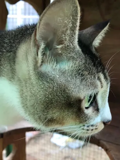 A close-up of one of our lovely tabby guests. We take the time to get to know the personality of every cat we host.