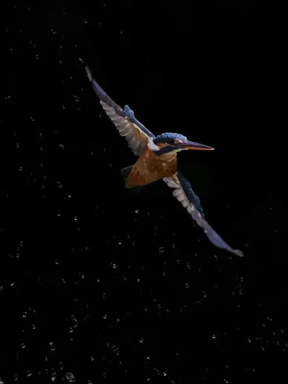Photographing a kingfisher dive is all about patience and luck. After many failed attempts, I finally captured this female Common Kingfisher in Singapore as she retreated from the water, with every droplet frozen in time. This shot shows the explosive energy of a hunt.