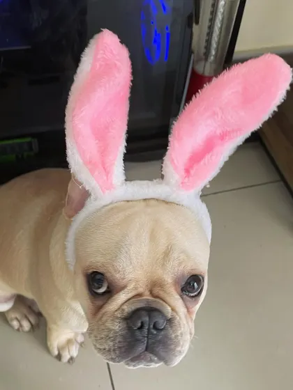 Toffee is also our Easter bunny. We love celebrating little moments and holidays with our furry guests to make their stay extra special.
