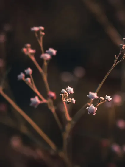 Tiny flower buds against a dark, blurred background. The soft, warm light gives this macro shot a gentle and peaceful feeling.