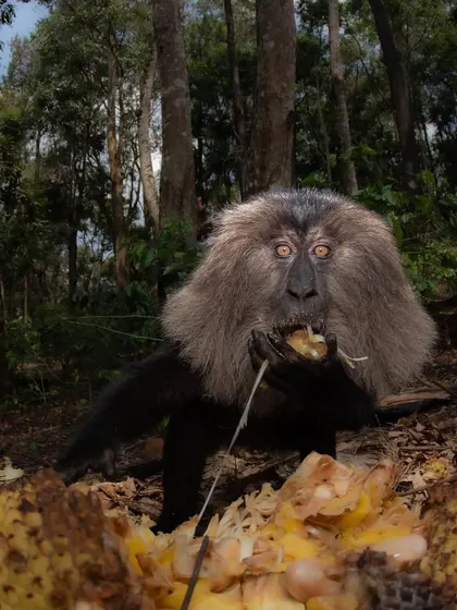 A close-up of an endangered Lion-tailed Macaque eating. The health of the mother is paramount to the survival of the troop's young.