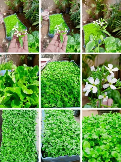 A collage showcasing the beauty of a home vegetable garden, from delicate radish flowers to lush beds of coriander and spinach. This is what organic terrace gardening looks like.