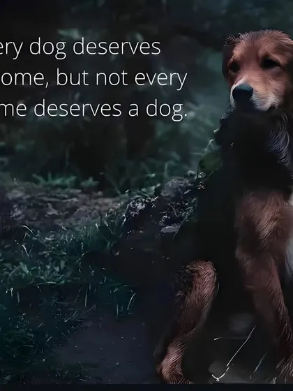 Every dog deserves a home, but not every home deserves a dog. The number of people abandoning their pets for lame reasons is heartbreaking. Don't get a pet if you can't commit.